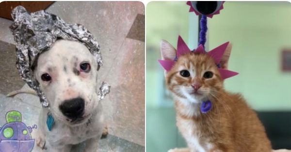 "Đột Nhập vùng 51" từ 1 trào lưu ngớ ngẫn trở thành niềm hạnh phúc của những chó mèo bị bỏ rơi