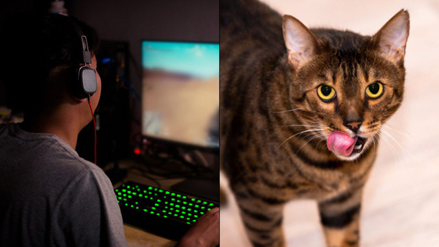 Nam streamer số nhọ, đang stream căng thẳng thì mèo cưng nôn thẳng lên dàn PC và cái kết siêu đắng