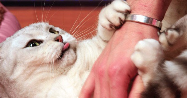 Cuối cùng khoa học cũng tìm ra cách để chúng ta "nựng" các boss mèo mà không bị ăn tát