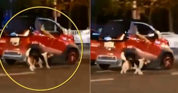 Chỉ vì ô tô hết chỗ, nữ tài xế kéo chú chó chạy theo xe suốt quãng đường dài khiến MXH phẫn nộ