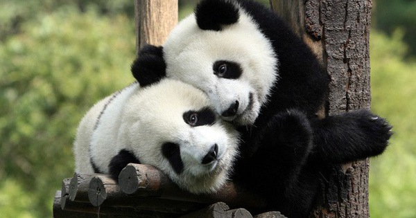 Tan chảy trước tình yêu ngọt ngào và dễ thương của các loài động vật