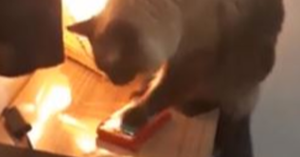 Clip: Boss mèo "thần đồng" giơ vuốt tắt gọn chuông báo thức khiến sen sáng nào cũng trễ làm mà nói chẳng ai tin