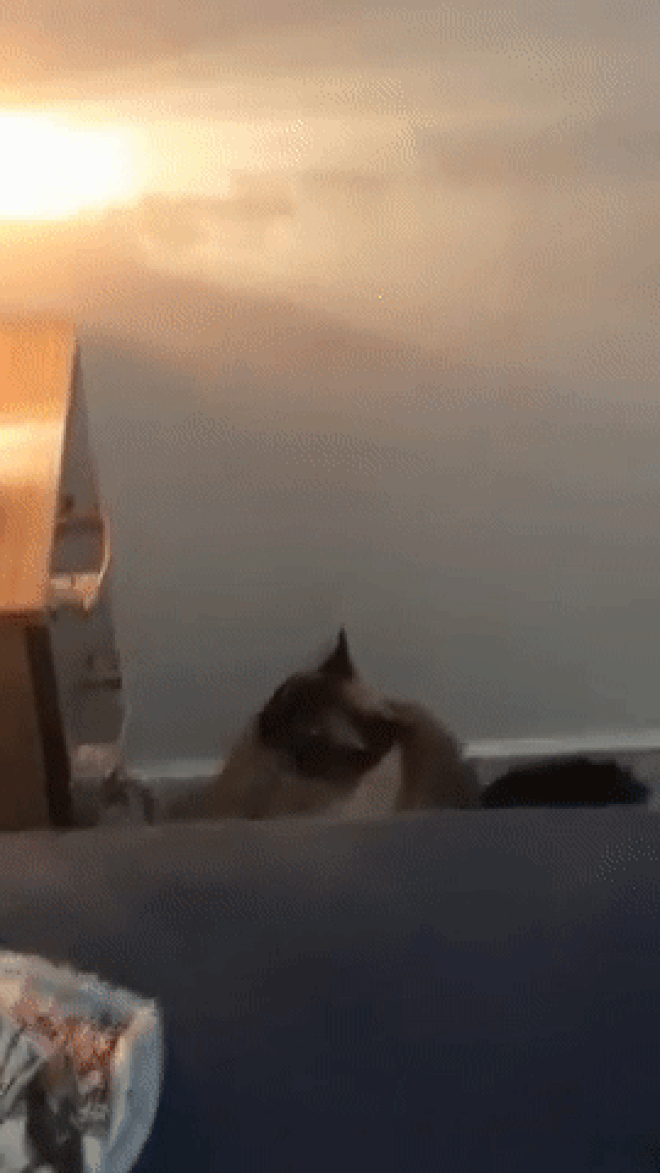 Clip: Boss m&#232;o &quot;thần đồng&quot; giơ vuốt tắt gọn chu&#244;ng b&#225;o thức khiến sen s&#225;ng n&#224;o cũng trễ l&#224;m m&#224; n&#243;i chẳng ai tin - Ảnh 2.