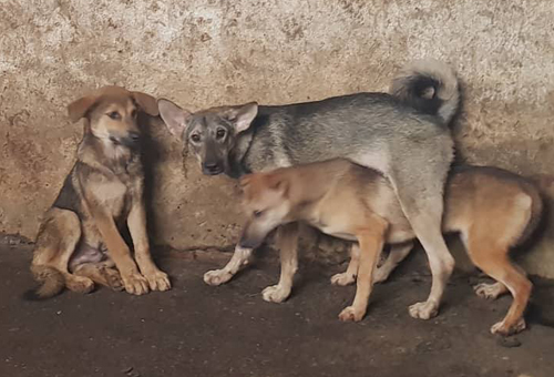 Hà Nội dự kiến cấm bán thịt chó ở các quận từ 2021