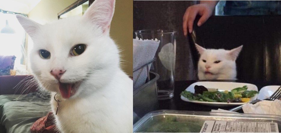 Chân dung thật của thánh mèo điển trai trong meme "Cô gái hét vào mặt chú mèo" rất nổi tiếng trong năm nay