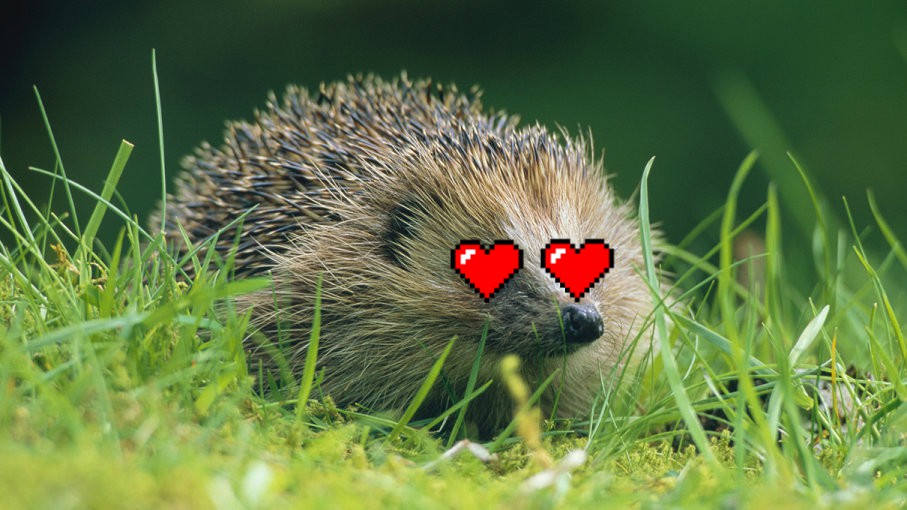 Dân Đức mất ngủ vì cứ đến đêm là lũ nhím lại ân ái om sòm