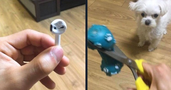 Tức giận chó cưng cắn nát AirPod, "sen ngố" ra tay dằn mặt khiến "boss" chỉ biết đứng hình 5 giây
