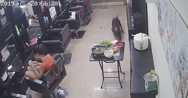 Chủ của chú chó trong clip húc đổ mâm cơm đang hot nhất MXH: "Lúc đấy thật sự chán nhưng vẫn buồn cười"