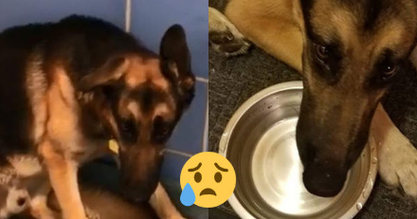 Cô chủ sắp sinh em bé liền bỏ rơi chú chó 3 tuổi, hình ảnh nó gầy rộc và suy sụp khiến ai cũng xót xa