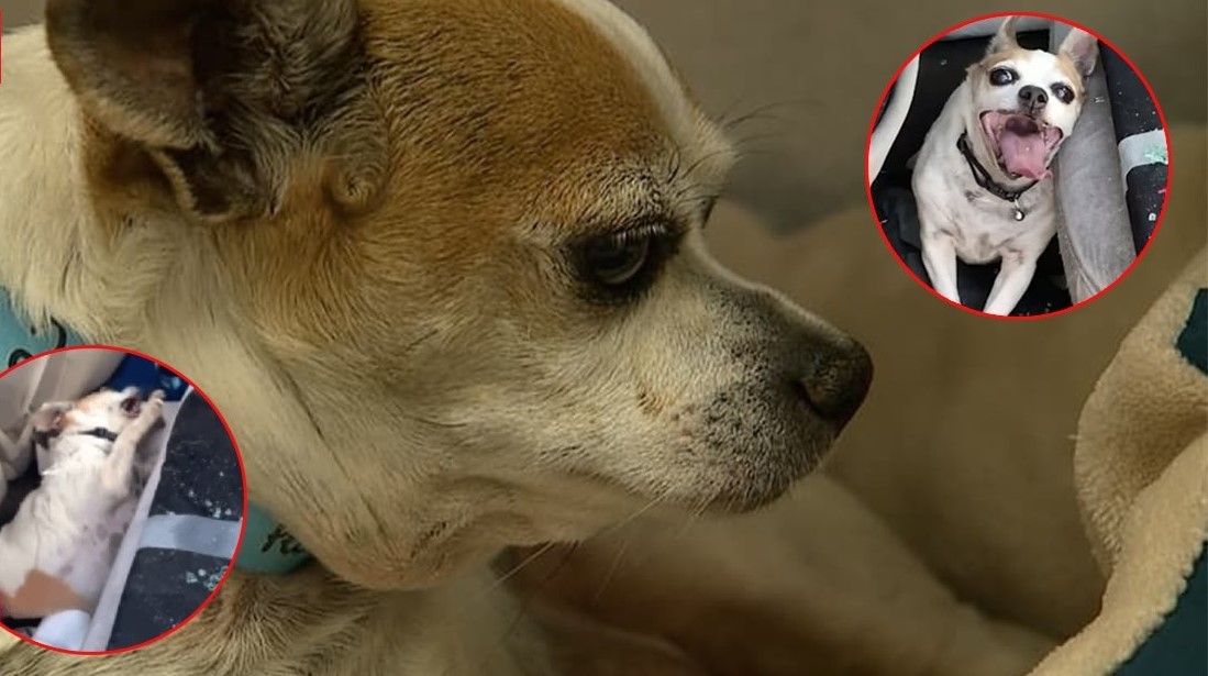 Chú chó co giật và tổn thương não vì bị nhốt trong ô tô giữa cái nóng 50 độ C