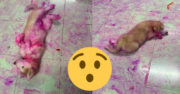 Chỉ vì quên đậy giỏ trái cây, thanh niên bị 2 boss ngáo nhuộm tím lịm tanh bành cả căn nhà như hiện trường vụ án