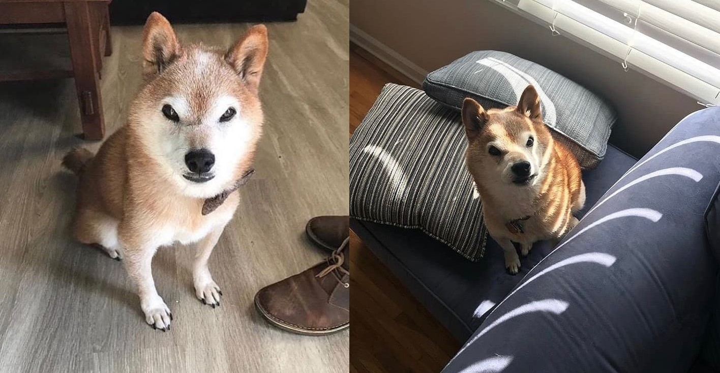 Quên chú mèo cau có Grumpy Cat đi, chú chó hờn dỗi này đích thị là ngôi sao mới của MXH