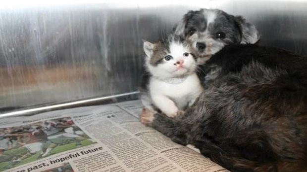 Câu chuyện về bản năng làm mẹ của cô chó hoang nhận mèo làm con nuôi chạm tới trái tim tất cả mọi người