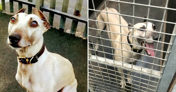 900 ngày cô đơn mỏi mòn chờ đợi người chủ định mệnh của chú chó bất hạnh từng 3 lần bị bỏ rơi