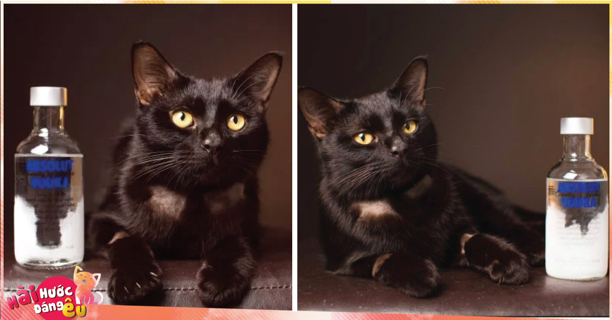 Chú mèo bị ngộ độc thuốc được giải cứu kịp thời nhờ vào … rượu Vodka