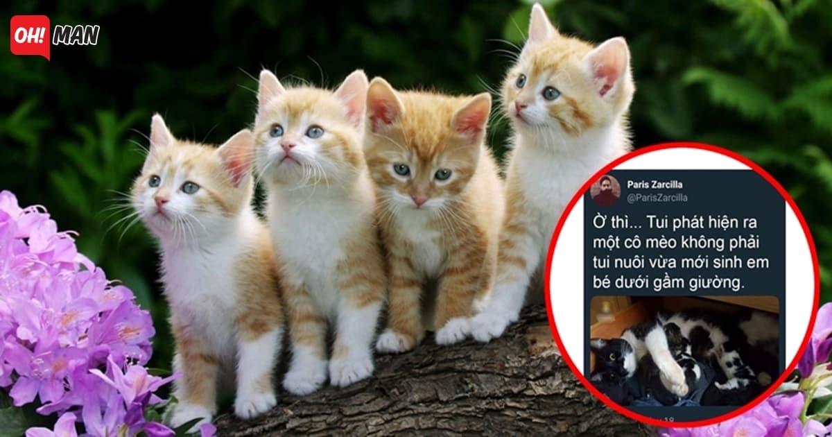 Lần đầu nuôi mèo, chàng trai phấn khích khoe: "Tôi nghĩ tôi đã rơi vào lưới tình!"