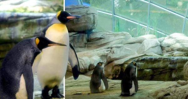 Cặp chim cánh cụt đồng tính được nhận nuôi một quả trứng sau một thời gian dài phải... ấp đá cuội