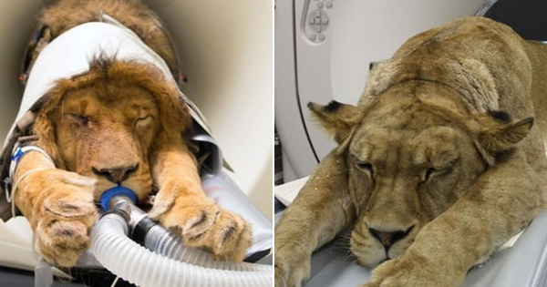 Khi "bé Na" và bạn bè đi chụp CT: Máu mặt như chúa sơn lâm hay nguy hiểm như báo cũng phải cúp đuôi ngoan ngoãn nghe lời bác sĩ