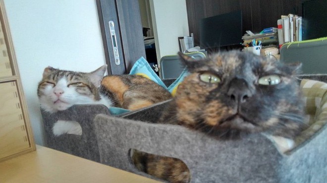 Chuyện lạ: Công ty công nghệ Nhật Bản trích hẳn một khoản bồi dưỡng tiền nuôi mèo cho nhân viên