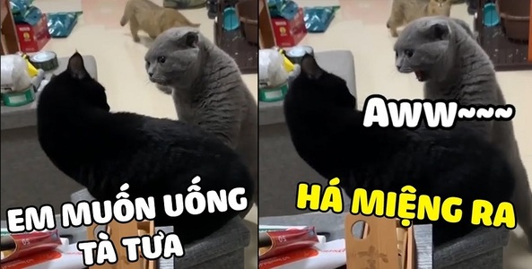 Tà tưa là gì và vì sao trào lưu này lại hot trên mạng xã hội như thế?