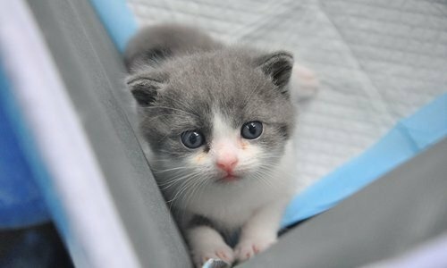 35.400 USD một con mèo nhân bản vô tính ở Trung Quốc