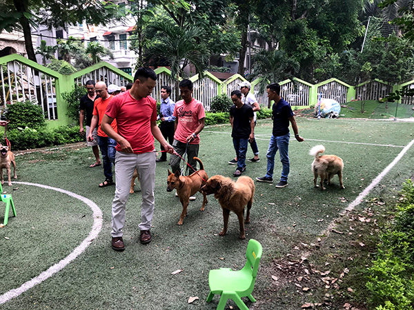 Casting lại chó bản địa thay Shiba Inu, Cậu Vàng sẽ được đón nhận sau những ồn ào?