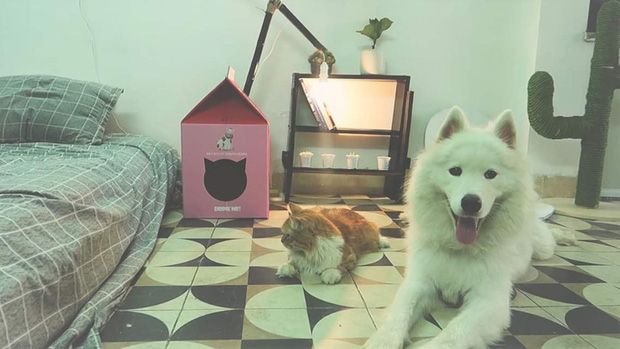 Chàng trai độc thân với một căn phòng nhỏ, một chú chó, một bé mèo: Định nghĩa bình yên kiểu mới là đây!