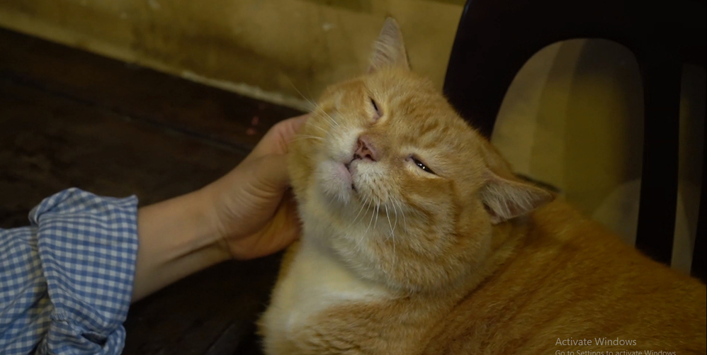 Chú mèo "siêu to khổng lồ" nặng gần 10 kg: Chỉ nằm cũng hút khách phố cổ!