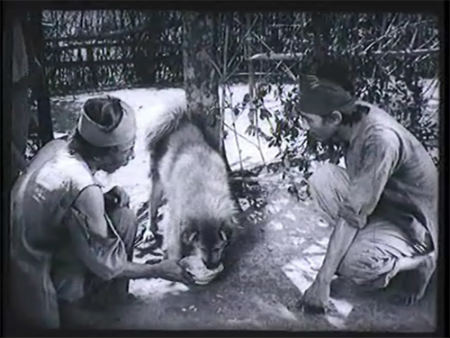 Tạm gác lại ồn ào chó ta - chó tây, sau tất cả chúng ta cảm ơn Cậu Vàng