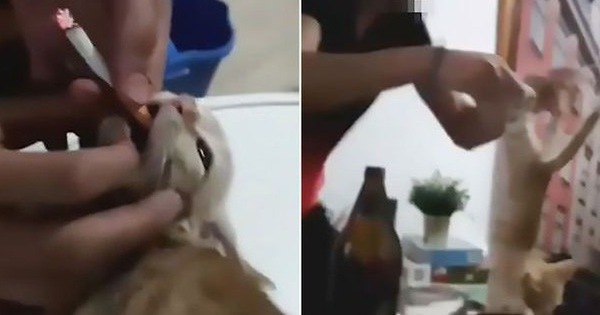 Clip: Nhóm thanh niên ép chú mèo con hút thuốc lá để mua vui khiến mọi người phẫn nộ