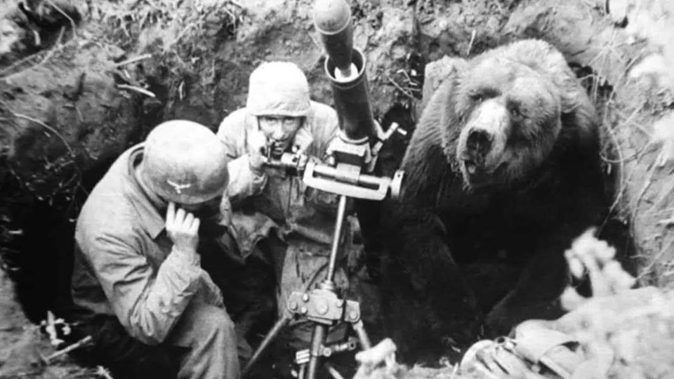 Có 1 chú gấu siêu to chuyên tải đạn là Hạ Sĩ của quân đội Ba Lan từng tham gia chiến tranh thế giới thứ 2