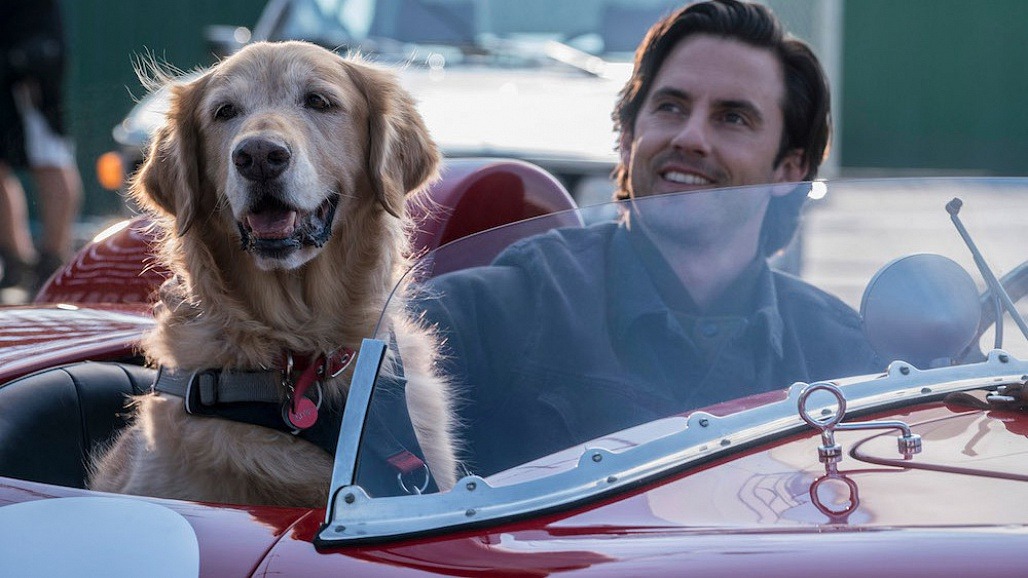 Cuộc đời phi thường của chú chó Enzo: Chúng ta nhìn thấy gì từ suy nghĩ của một chú chó?