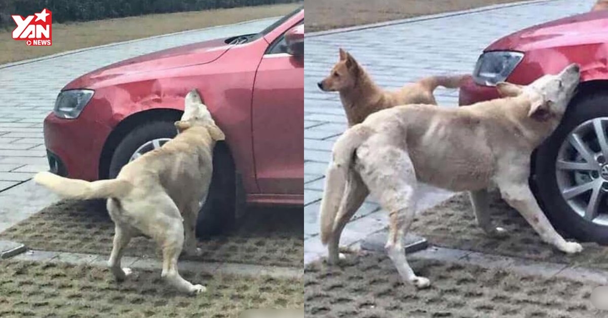 Đá nhầm "thanh niên chó" thù dai, người đàn ông "đi tong" xế hộp xịn