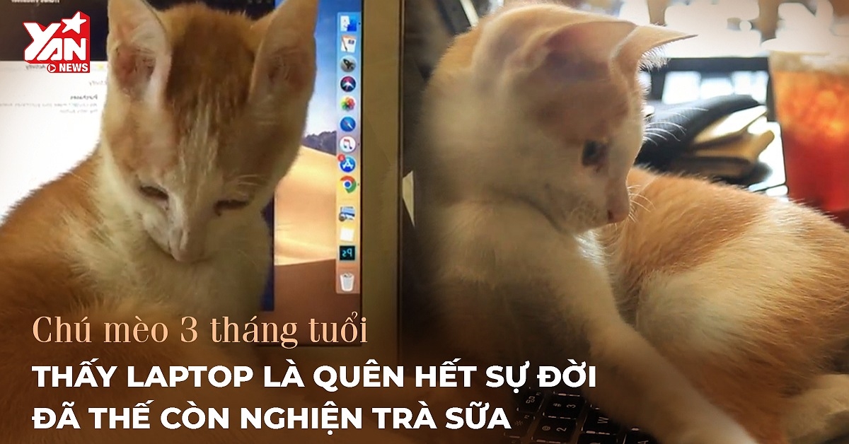 Kỳ lạ chú mèo 3 tháng tuổi đam mê bất tận với laptop, trà sữa