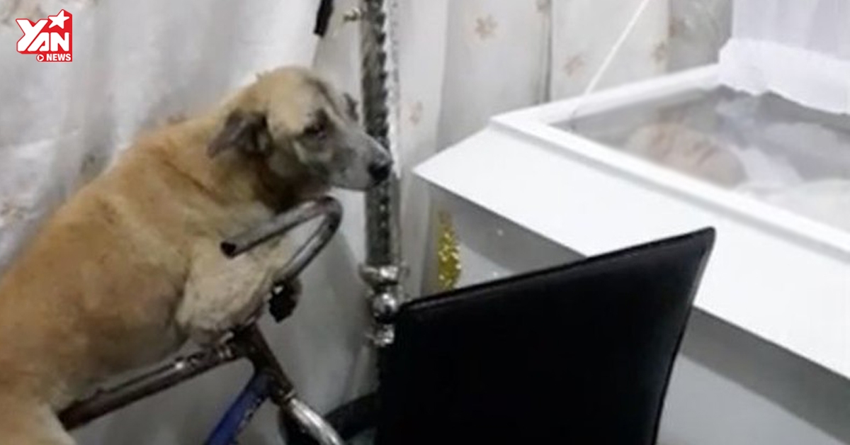 Chủ nhân mất vì đau tim, chó trung thành níu chặt quan tài