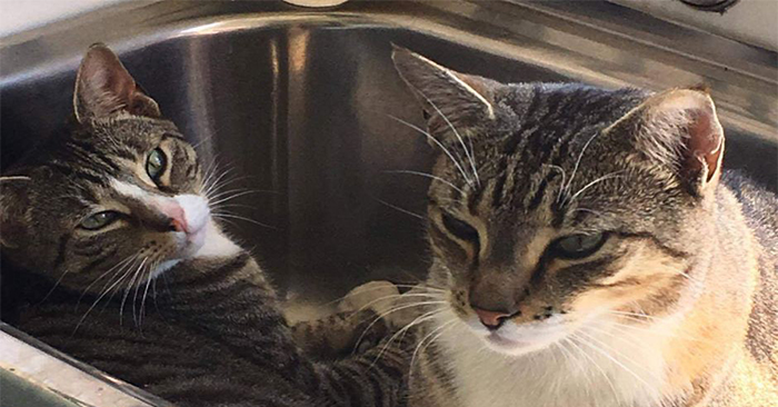 7 điều bạn đang làm khiến chú mèo của bạn thầm ghét chủ nhân hơn