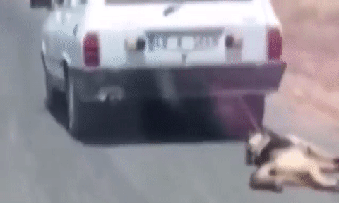 
Hình ảnh chú chó bị kéo lên trên đường khiến cư dân mạng phẫn nộ.