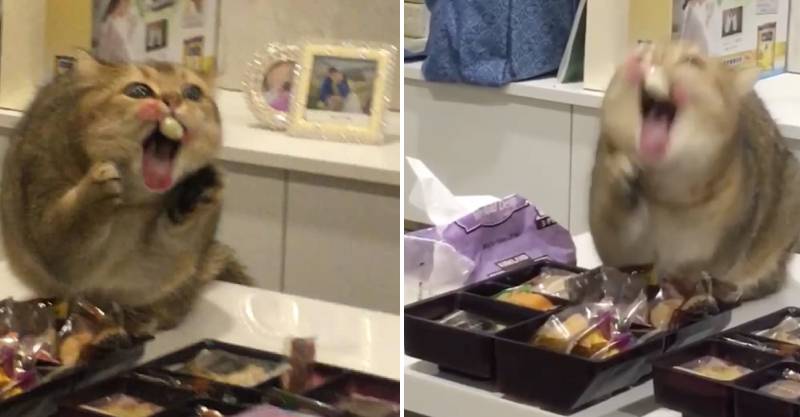 Cười vỡ bụng với tên trộm bánh quy bị quả báo bánh dính răng buồn cười hết chỗ nói