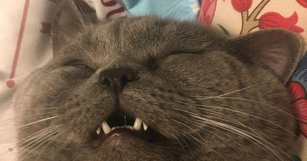 Thật như đùa: chú mèo phải nhập viện vì lao lực sau khi làm "chuyện ấy"