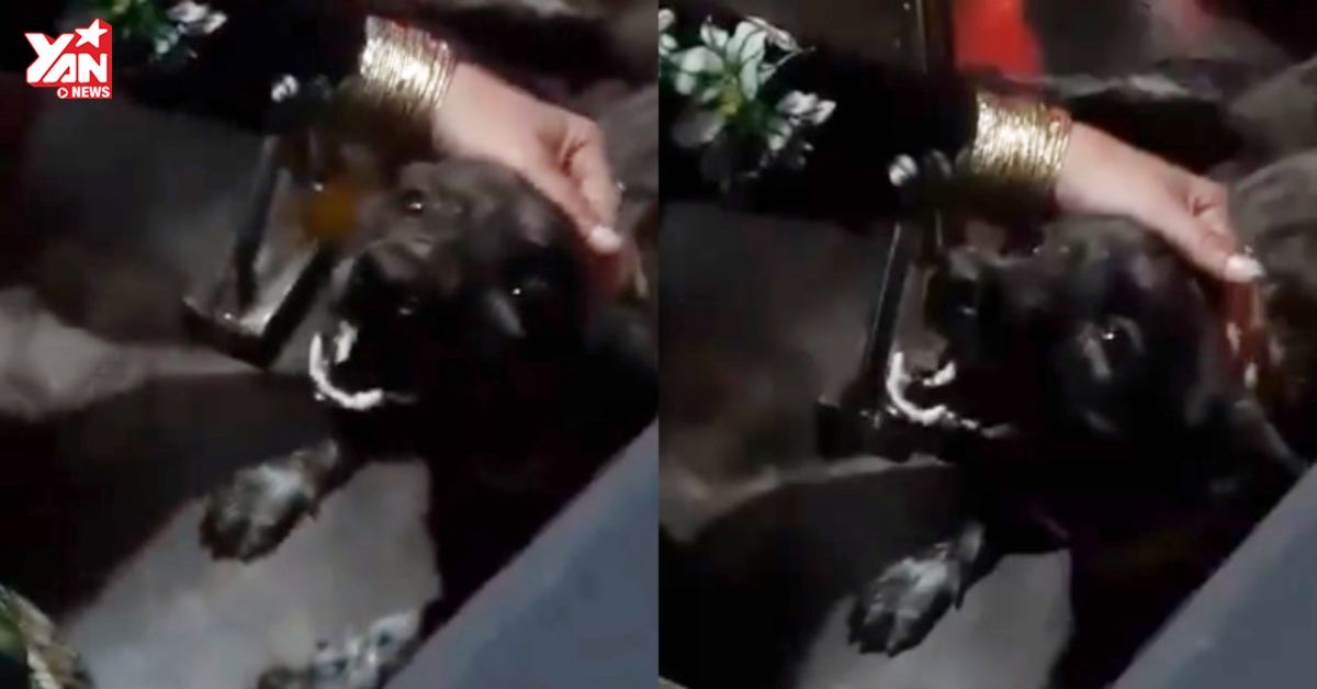 Cảm động hình ảnh chú cún "khóc như mưa" bên quan tài của bà ngoại