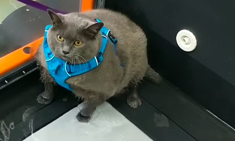 Mèo béo phụng phịu tập chạy sau khi bị bác sĩ kết án tử