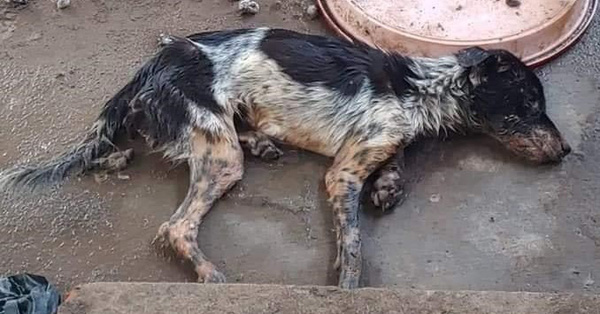 Cô gái trẻ đẹp núp bóng cứu hộ động vật để kêu gọi quyên góp rồi bỏ mặc nhiều chú chó chết trong căn nhà đầy chất thải