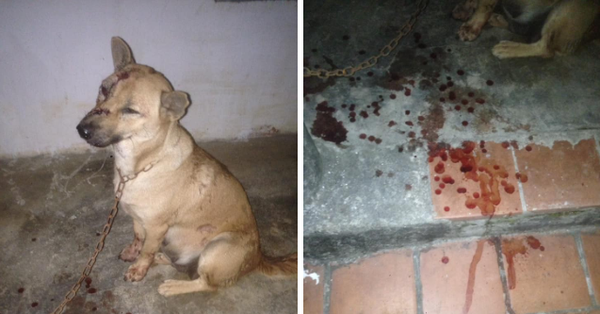 Mâu thuẫn vì nghi chó cắn vịt, hàng xóm đánh bẫy rồi cắt lưỡi chú chó nhỏ khiến dân mạng phẫn nộ