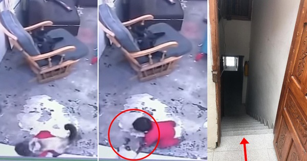 Mèo nhà người ta: Thấy cậu chủ nhỏ sắp rơi xuống cầu thang liền nhanh trí lao đến cứu nguy trong tíc tắc như một vị thần