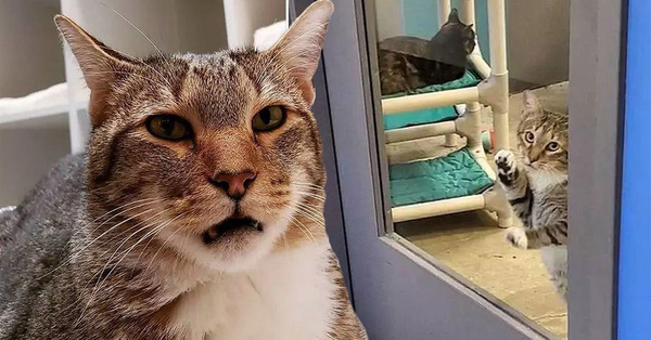 Chú mèo bị biệt giam vì hở ra là dắt anh em động vật cơ nhỡ trốn trại