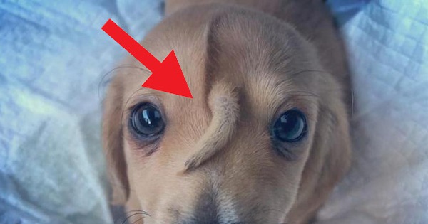 Chú cún con "kỳ lân" với chiếc đuôi mọc giữa trán này đang gây sốt cộng đồng mạng, nhưng tại sao chú lại bị như thế?