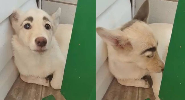 Chú chó hoang trở nên nổi tiếng vì có cặp lông mày trời cho đẹp như xăm