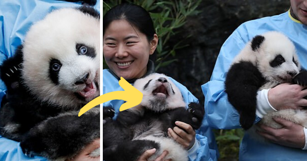 Khoảnh khắc dễ thương: Anh em gấu trúc bị bắt "chào cô chú đi con" nhưng chỉ muốn tháo chạy khỏi vòng tay nhân viên sở thú