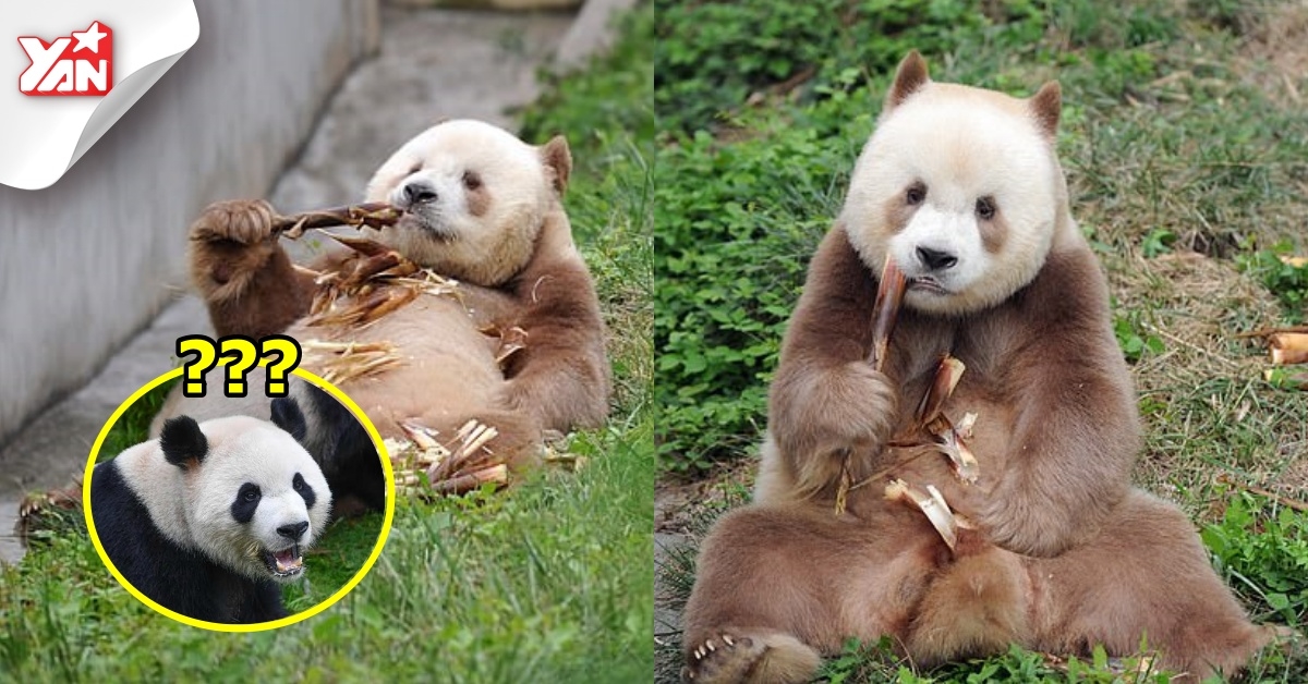 Chú gấu trúc nâu duy nhất trên TG bị đồng bọn chối bỏ và bắt nạt: Khó sống vì khác biệt