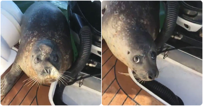 Bị 12 cá voi con săn đuổi, hải cẩu nhảy lên tàu du lich cầu cứu, ánh mắt thật xúc động